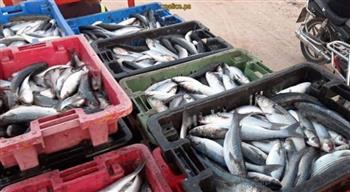   ضبط 4 أطنان أسماك و10 أطنان مخللات غير صالحة بكفر الشيخ