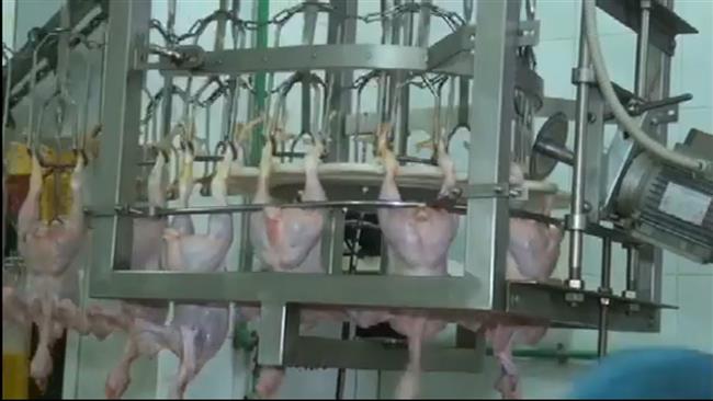الطب البيطري: الاسكندرية بها  561 مزرعة للدواجن تنتج نحو 11 مليون طائر تسمين سنويا