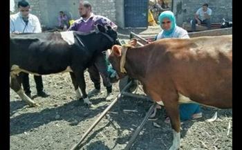 جامعة الزقازيق توجه قافلة بيطرية لقرية الحمايدة مركز أبو كبير بمحافظة الشرقية