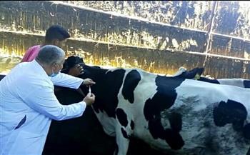  بيطري البحيرة: تحصين 190 ألف رأس ماشية ضد الحمى القلاعية