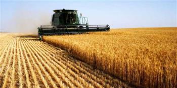   زراعة كفر الشيخ: استعدادات مكثفة لتوريد القمح وجاهزية الصوامع لاستقبال المحصول