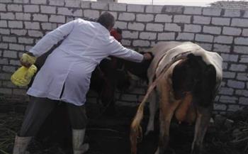   تحصين 25 ألف رأس ماشية ضد مرضى الحمي القلاعية والوادي المتصدع بالبحيرة