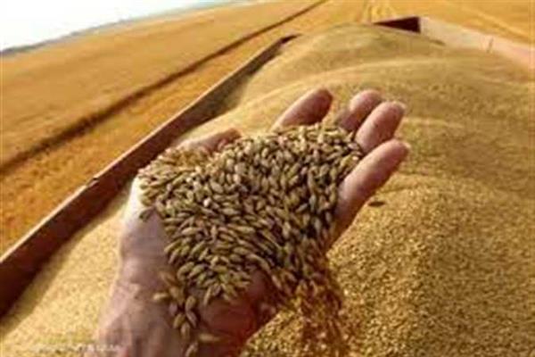 وزير التموين: مفاوضات مع الأرجنتين لاستيراد القمح