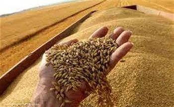    الهند تجري محادثات نهائية لبدء تصدير القمح إلى مصر
