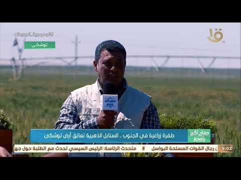 رئيس محاصيل توشكى: القمح الحالي الأعلى جودة.. وإنتاجية الفدان 3 أطنان| فيديو