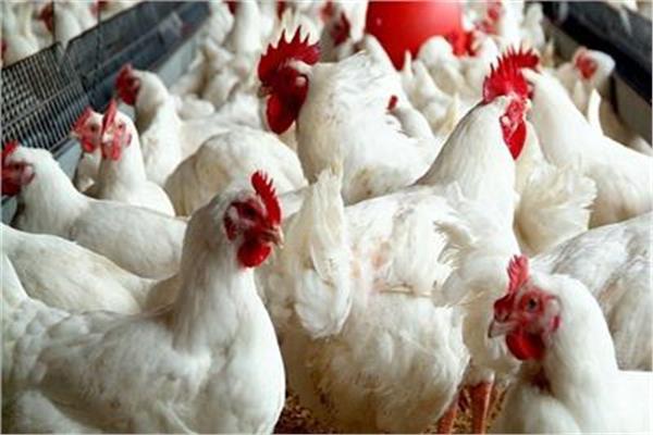 استقرار أسعار الدواجن اليوم الأحد 