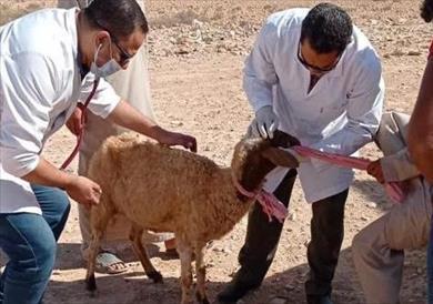 مركز «بحوث الصحراء» يطلق قافلة بيطرية مجانية بشمال سيناء