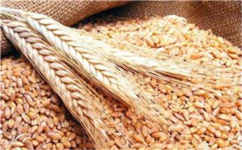   الهند تجري محادثات لبدء تصدير القمح إلى مصر