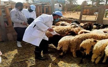   تحصين أكثر من 155 ألف رأس ماشية ببني سويف ضد الجلد العقدى والجدري