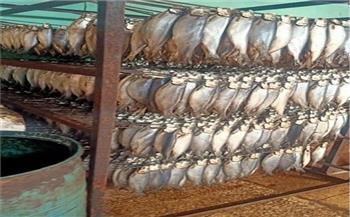   ضبط ٢ طن من الأسماك المدخنة منتهية الصلاحية قبل بيعها بالشرقية