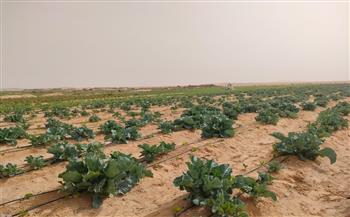   وفد مشروع «اجروجيت مصر» يزور مزارع المحاصيل الزراعية بالوادي الجديد