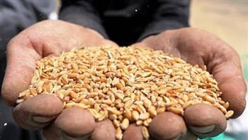   «غرفة صناعة الحبوب»: مخزون القمح آمن ويتجاوز 4 أشهر