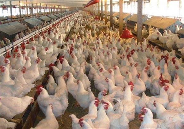 غلق و تشميع مزرعة دواجن بدون ترخيص بالبحيرة 