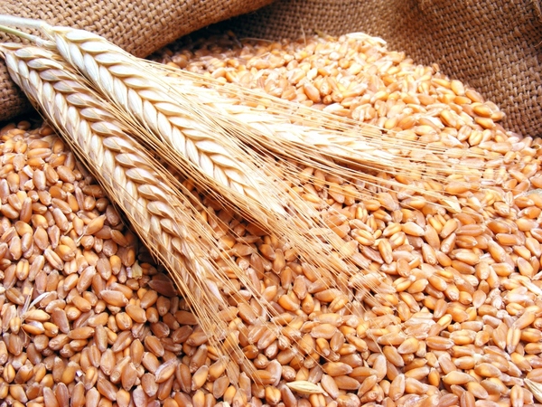 نقيب الزراعيين: لدينا مخزون كافٍ من القمح.. وزيادة الأسعار تتم دون داعٍ