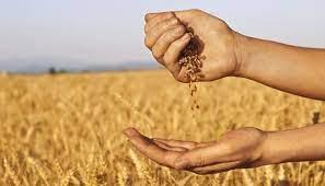 الأزمة الأوكرانية تُنعش فرص تصدير القمح الهندي عالميا