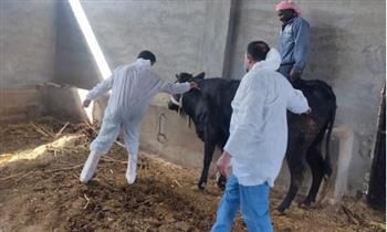تحصين 464 ألف رأس ماشية  ضد مرض الجلد العقدى بالماشية وجدري الأغنام بالبحيرة