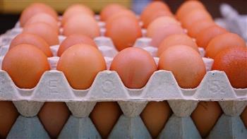   منتجي الدواجن عن ارتفاع أسعار البيض: مفيش كيلو بروتين بـ27 جنيها 