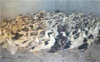  توزيع 55  ألف طائر بمشروع تربية البط لقرى البحيرة لتحويلها إلى قرى منتجة 