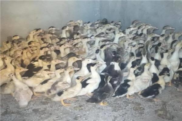 توزيع 55  ألف طائر بمشروع تربية البط لقرى البحيرة لتحويلها إلى قرى منتجة 