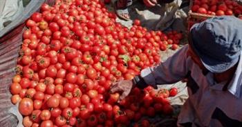   تراجع كبير في أسعار الطماطم اليوم 