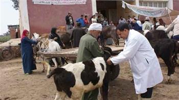   بيطري الغربية: تحصين 229 ألف رأس ماشية ضد الحمى