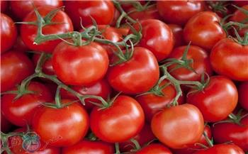   الغرف التجارية : انخفاض اسعار ورق العنب وارتفاع جديد في أسعار الطماطم