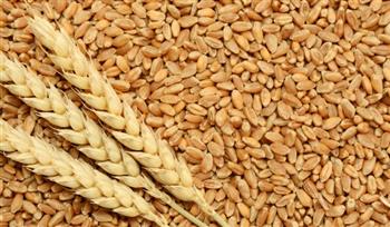   محافظ القليوبية: الدولة تولي اهتماما كبيرا بمحصول القمح