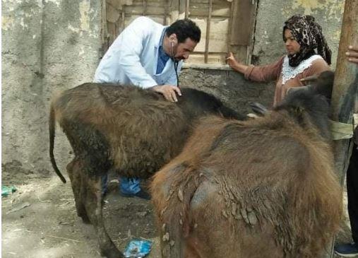 جامعة الزقازيق توجه قافلة بيطرية لقرية عزبة الغرباوى 