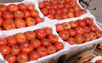   انخفاض أسعار الطماطم لليوم الثاني على التوالي 