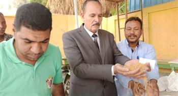 قنا تفتتح موسم توريد القمح باستلام 240 طن لموسم 2022