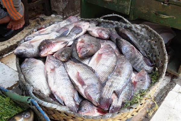 أسعار الأسماك اليوم بالأسواق