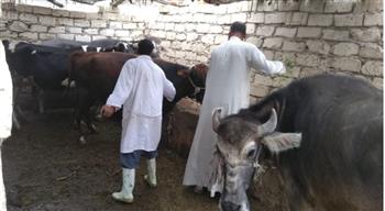   الإسكندرية: تحصين 107 ألف رأس ماشية فى شهر