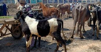   تحصين 210 آلاف رأس ماشية ضد الوادى المتصدع والحمى القلاعية بكفر الشيخ 