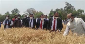   مصر تتجه إلى الهند لتأمين احتياجاتها من القمح 