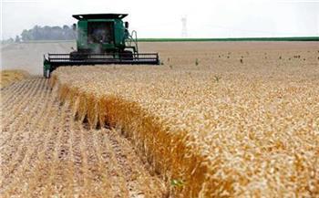 بدء حصاد محصول القمح بالأراضي الصحراوية في أسيوط غدًا
