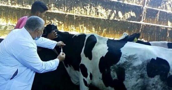 تحصين ما يزيد على 347 ألف رأس ماشية ضد الأمراض الوبائية بالمنوفية