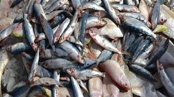   ضبط 6.6 طن أسماك مجمدة فاسدة داخل ثلاجة في القاهرة