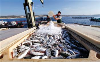   للصيادين .. تفاصيل قانون الثروة السمكية