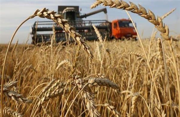 "زراعة القليوبية": بدء موسم حصاد القمح... والتوريد هذا العام إلزاميًا للشون الحكومية