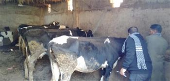   تحصين 219 ألف رأس ماشية ضد الأمراض الوبائية بكفر الشيخ
