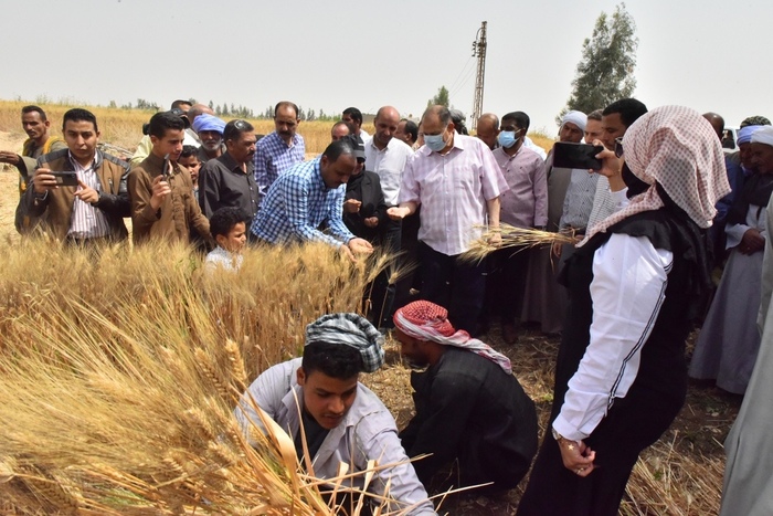محافظ أسيوط يشارك المزارعين «بالمنجل» فى حصاد القمح