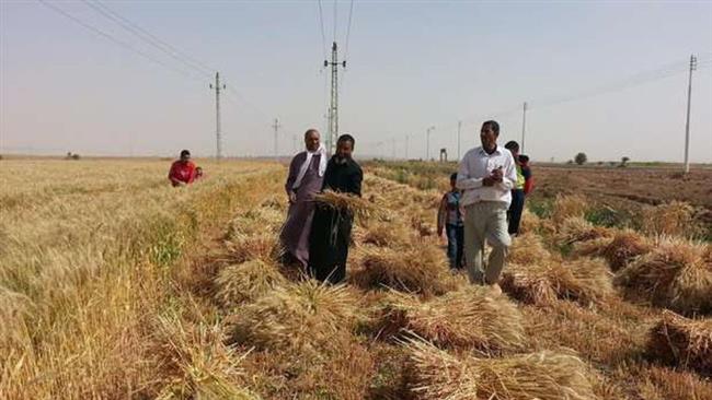 زراعة الوادي الجديد: توريد 8795 طن قمح حتى الآن