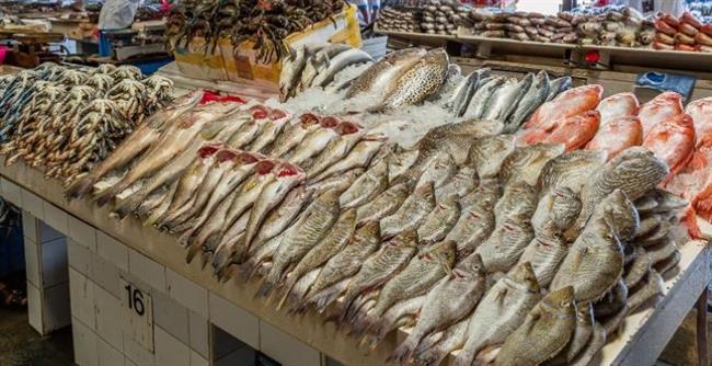 أسعار الأسماك اليوم بالأسواق 