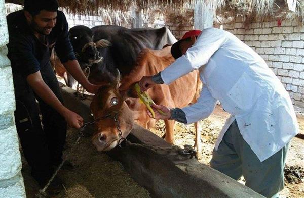 تحصين 94 ألفا و425 رأس ماشية ضد الحمى القلاعية والوادي المتصدع ببني سويف