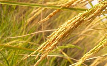  تراجع إنتاج الأرز بسبب نقص الأسمدة ينذر بأزمة غذائية عالمية