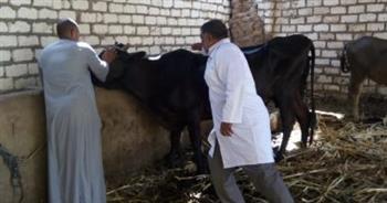    «بيطري الغربية»: تحصين 243 ألف رأس ماشية ضد الأمراض الوبائية