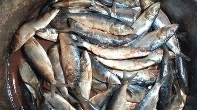 ضبط 8 أطنان رنجة و35 طن لحوم غير صالحة بالغربية