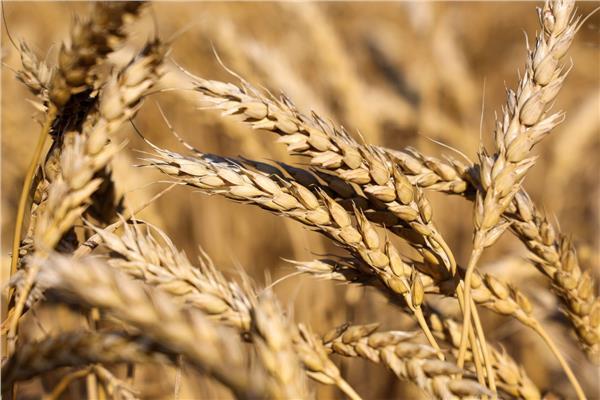 مديريات الزراعة تتابع توريد القمح للشون والصوامع