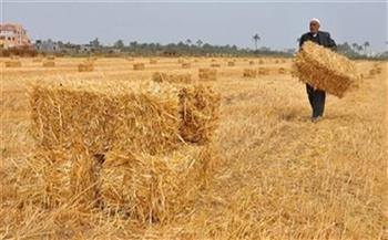   «صباح الخير يا مصر» يبرز بدء موسم حصاد القمح على مساحة 342 ألف فدان بالوادي الجديد