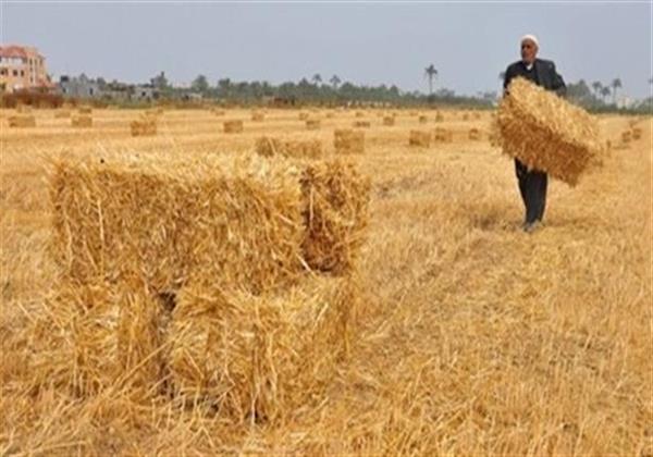 «صباح الخير يا مصر» يبرز بدء موسم حصاد القمح على مساحة 342 ألف فدان بالوادي الجديد